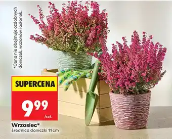 Biedronka Wrzosiec* oferta