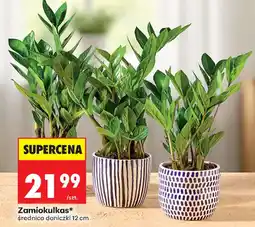 Biedronka Zamiokulkas* oferta