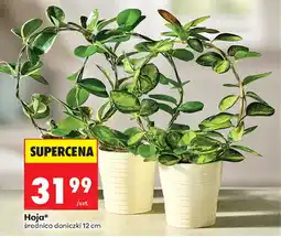Biedronka Hoja* oferta