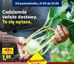 Lidl Kalarepa polska Ryneczek Lidla oferta