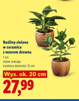 Lidl Rośliny zielone w ceramice z wzorem drewna wys. ok. 20 cm średnica doniczki 12 oferta