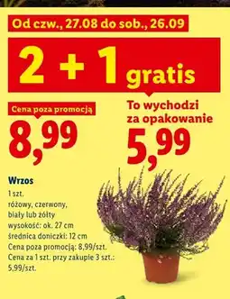 Lidl Wrzos różowy oferta