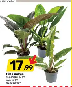Bricomarche Filodendron oferta