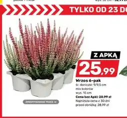 Bricomarche Wrzos 6-pak oferta
