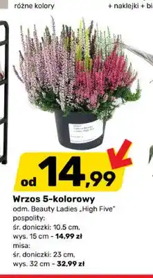 Bricomarche Wrzos 5-kolorowy misa Beauty Ladies High Five oferta