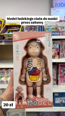 Pepco Model ludzkiego ciała Human Body oferta