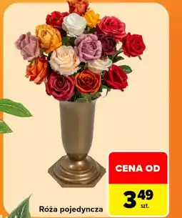 Carrefour Róża oferta
