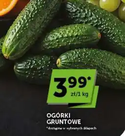 Groszek Ogórki Gruntowe oferta