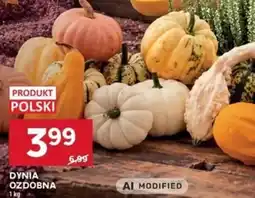 Stokrotka Dynia Ozdobna oferta