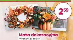 Bliski Mata dekoracyjna Ravi oferta