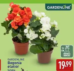 ALDI GARDENLINE Begonia elatior oferta