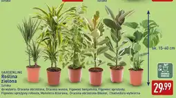 ALDI GARDENLINE Roślina zielona oferta