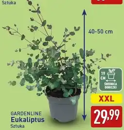 ALDI GARDENLINE Eukaliptus oferta