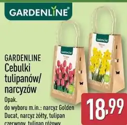 ALDI Cebulki tulipanów / narcyzów Gardenline oferta