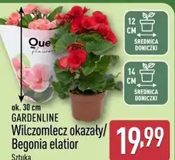 ALDI Wilczomlecz okazały / Begonia elatior Gardenline oferta