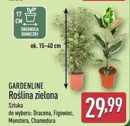 ALDI Roślina zielona Gardenline oferta