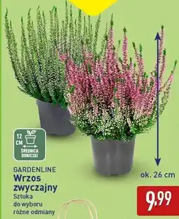 ALDI GARDENLINE Wrzos zwyczajny oferta