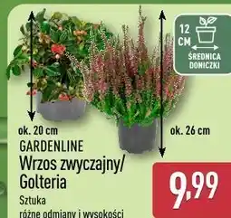 ALDI Wrzos zwyczajny / Golteria Gardenline oferta