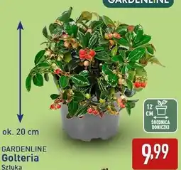 ALDI GARDENLINE Golteria oferta