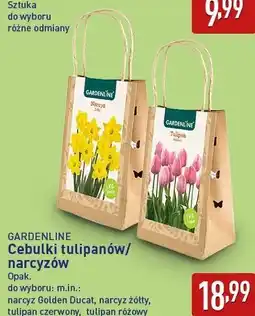 ALDI GARDENLINE Cebulki tulipanów/narcyzów oferta