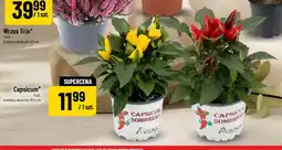 Polomarket Capsicum oferta