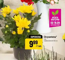 Polomarket Chryzantema oferta