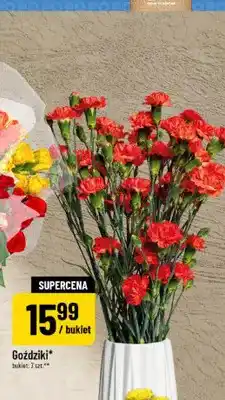 Polomarket Goździki oferta