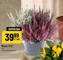 Polomarket Wrzos Trio oferta