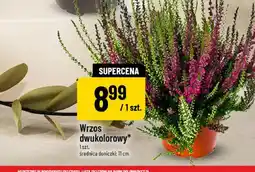 Polomarket Wrzos dwukolorowy oferta
