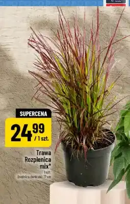 Polomarket Trawa rozplenica oferta