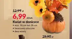 Agata Meble Kwiat w doniczce oferta