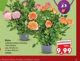 Kaufland Róża oferta