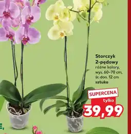 Kaufland Storczyk oferta