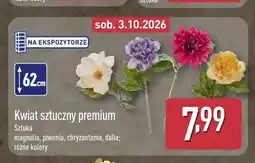 ALDI Kwiat sztuczny premium chryzantema oferta