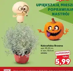 Kaufland Kalocefalus Browna oferta