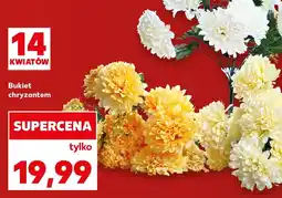 Kaufland Chryzantema oferta