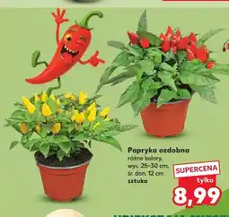 Kaufland Papryka ozdobna oferta