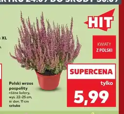 Kaufland Polski wrzos pospolity oferta