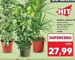 Kaufland Roślina zielona Xl dracena oferta