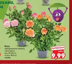 Kaufland Róża selekcjonowane odmiany oferta