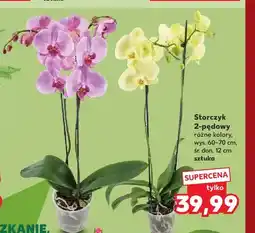 Kaufland Storczyk 2-pędowy oferta