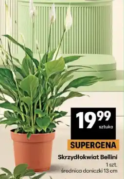 Delikatesy Centrum Skrzydłokwiat Bellini oferta