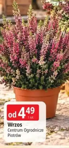 E.Leclerc Wrzos oferta