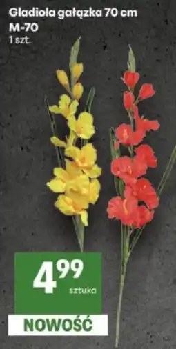 Delikatesy Centrum Gladiola gałązka 70 cm oferta