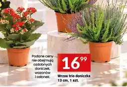 Twój Market Wrzos trio doniczka oferta