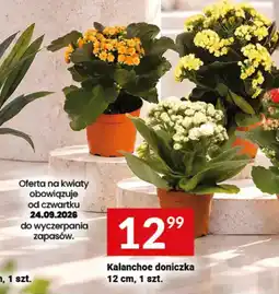 Twój Market Kalanchoe doniczk oferta