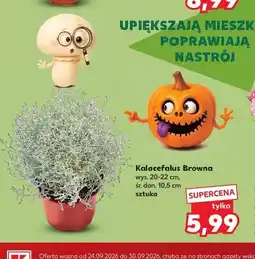 Kaufland Kalocefalus Browna oferta