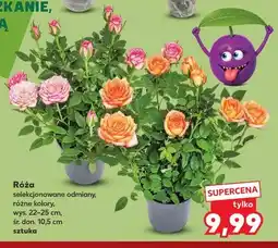 Kaufland Róża oferta