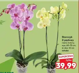 Kaufland Storczyk 2-pędowy oferta