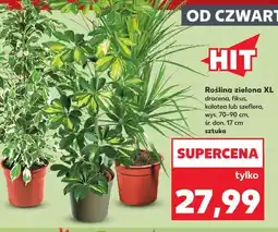 Kaufland Roślina zielona XL (dracena, fikus, kalatea lub szeflera) oferta